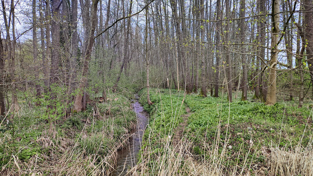 Ein kahler Wald, durch den ein Bächlein rauscht und in dem das Grün am Boden schon frühlingshaft spriesst.