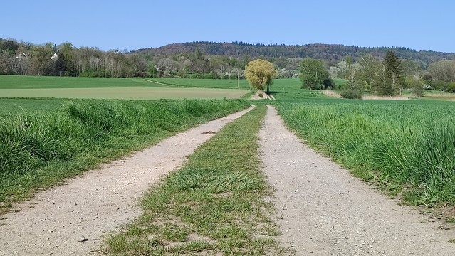 Ein Feldweg zwischen grünen Sprösslingen, nicht ganz bis in die Unendlichkeit. Dahinter ein Baum, eine Hügelkette und blauer Himmel