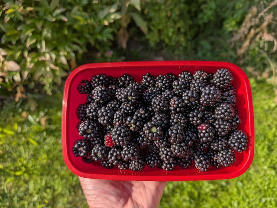 Eine rote, rechteckige Schale voller reifer Brombeeren