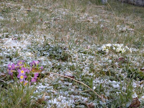 Stiefmütterchen in einer von Reif bedeckten Wiese