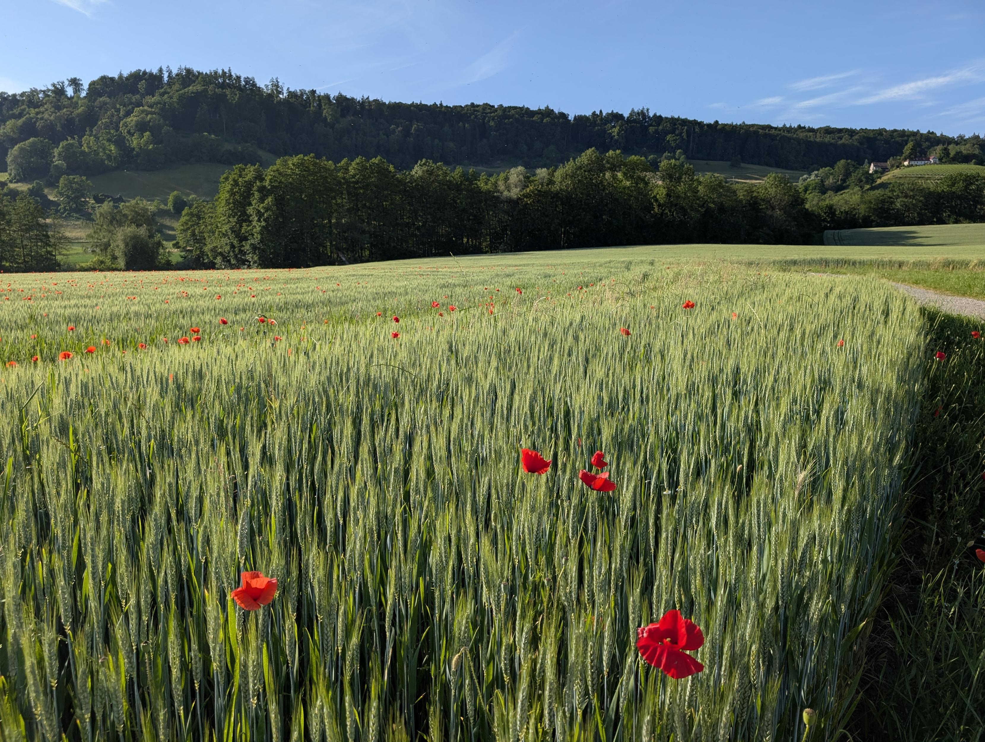 Blick auf ein Getreidefeld, das mit Mohn durchsetzt ist. Vor dem Getreidefeld ein paar Mohnblumen, dahinter eine bewaldete Hügelkette unter blauem Himmel.
