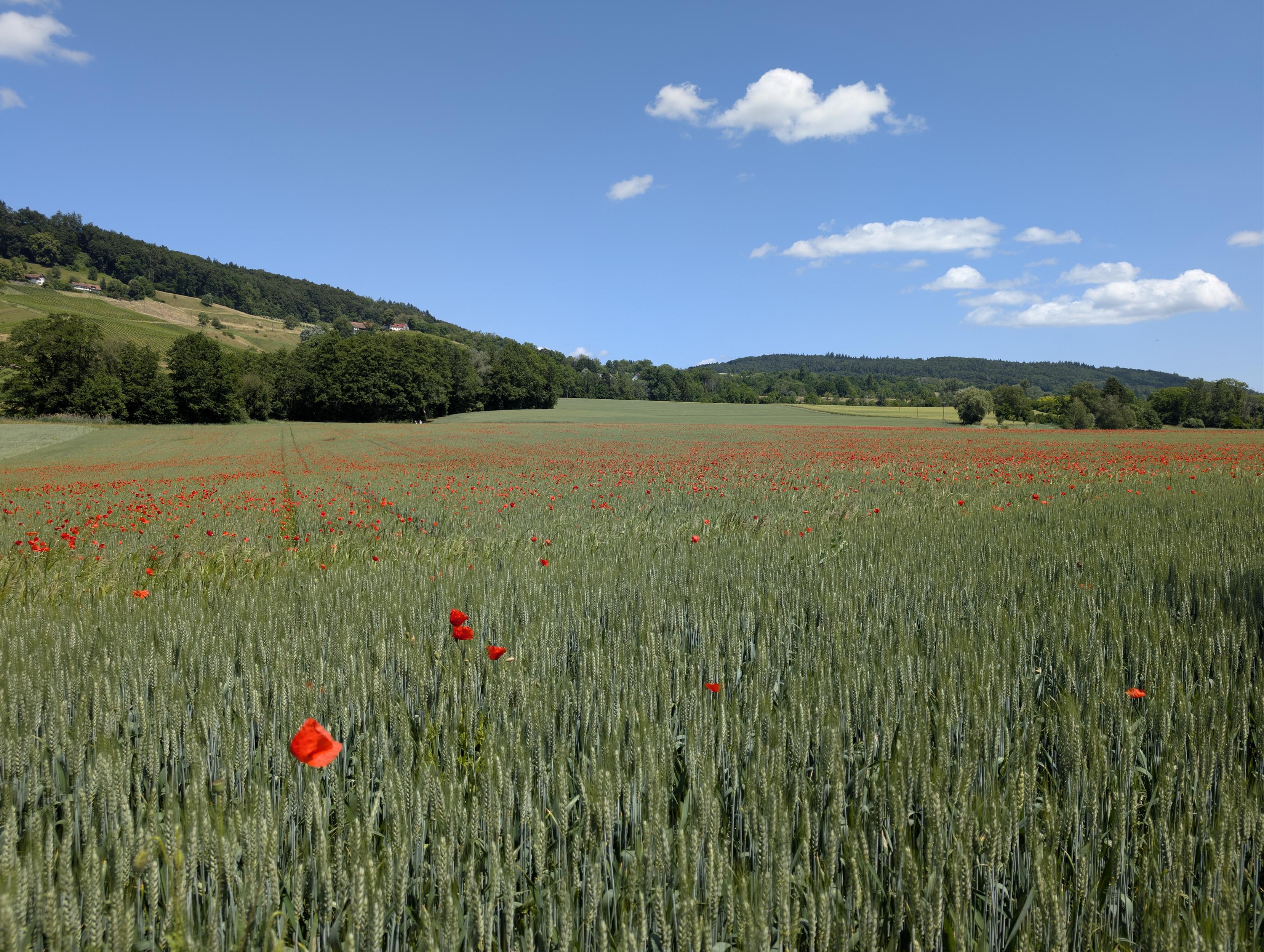 Ein Kornfeld voller Mohn; eine vorwitzige Mohnblüte im Vordergrund