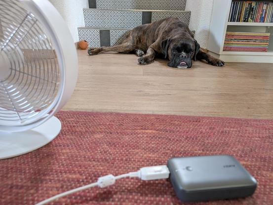 Hund (brauner, gestromter Boxer) drückt sich möglichst fest auf den kühlen Boden bzw. die kühle Treppe hinter ihm. Im Vordergrund, unscharf, ein USB-Ventilator mit Powerbank, die ihm kooperativ Luft zufächeln.