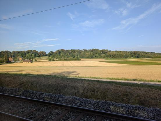 Blick aus einem Zugfenster über Gleis 3 in Thalhrim-Altikon auf ein goldgelbes frisch gemähtes Feld unter einem grünen Streifen aus Wald und Wiese und einem fast wolkenlos blauem Himmel.